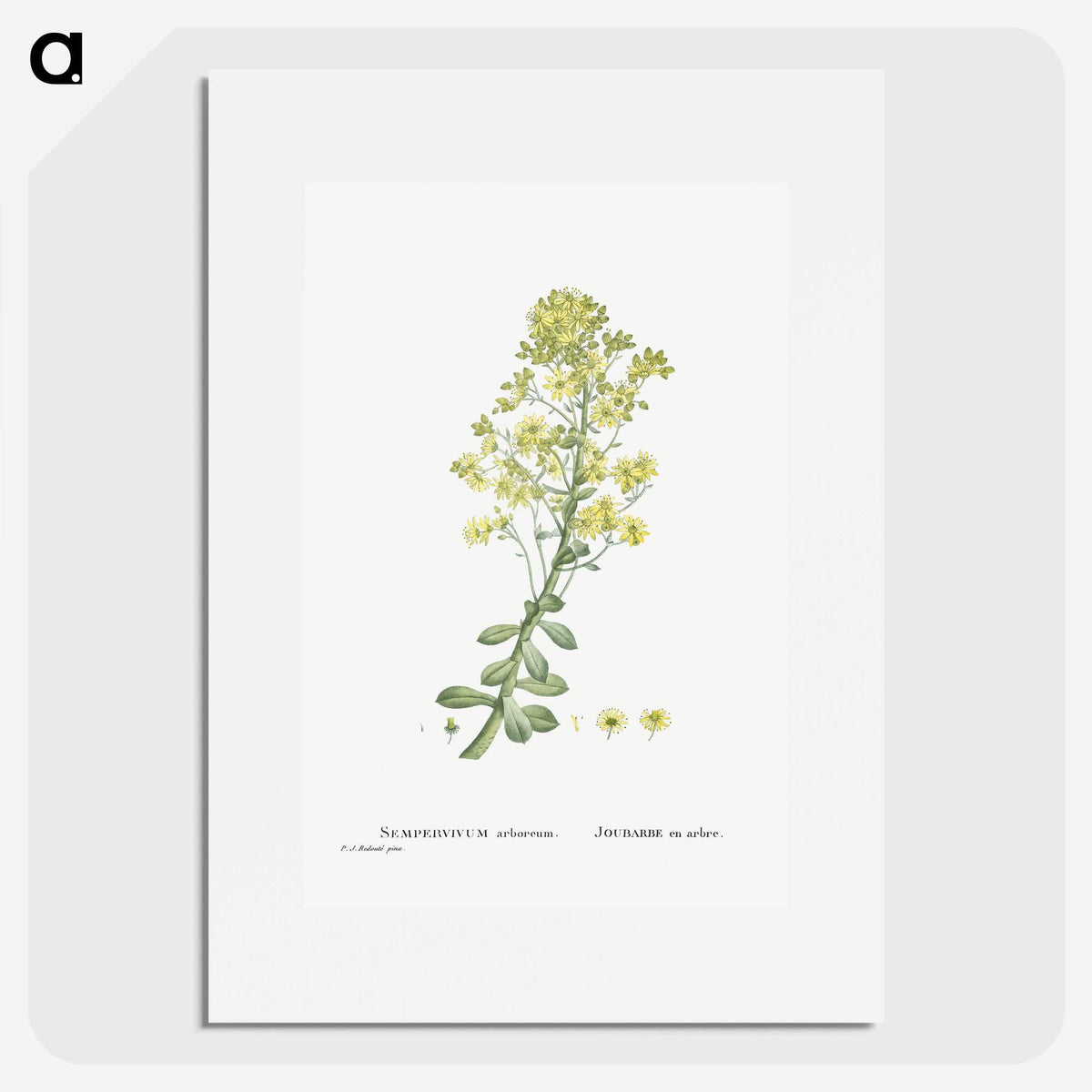 1-86_Histoire-des-Plantes-Grasses_picture