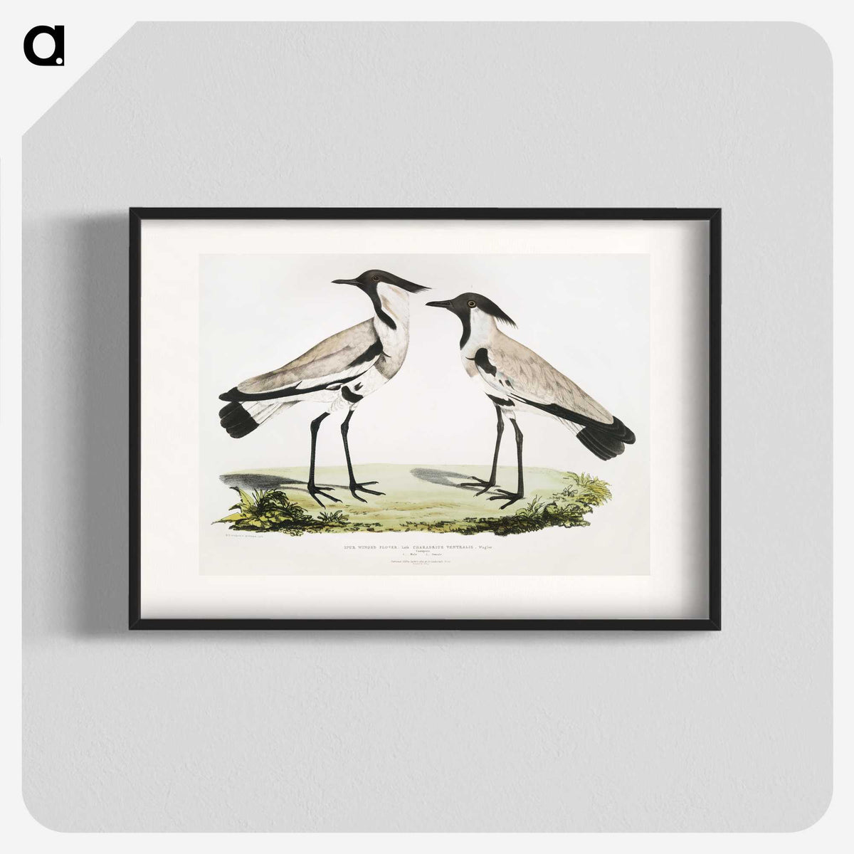1-86_Indian-Zoology_blk