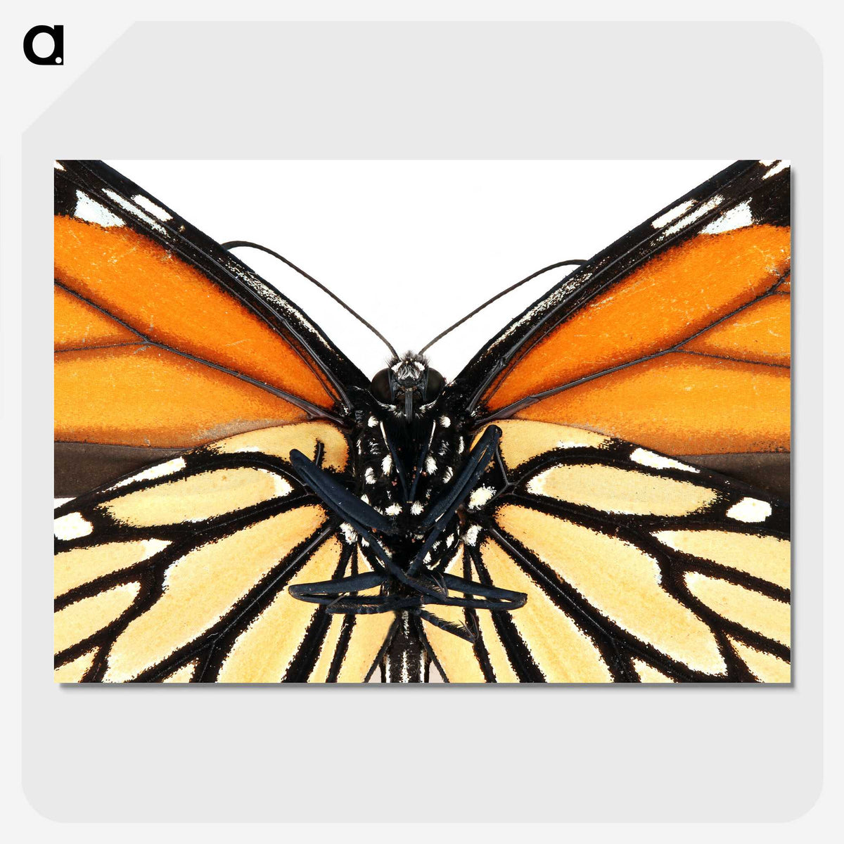 1-86_Insects-Unlocked-Project_picture-crop