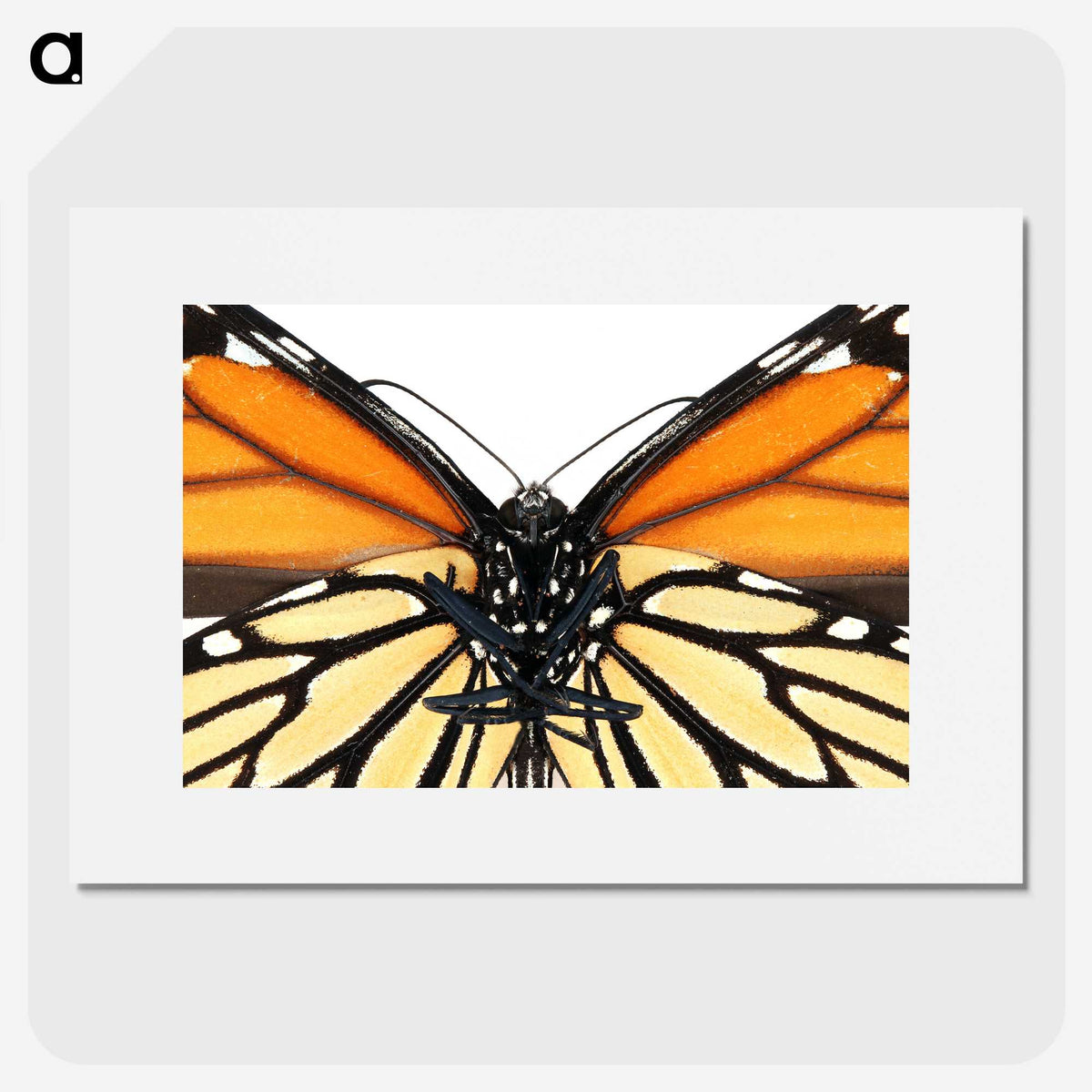 1-86_Insects-Unlocked-Project_picture