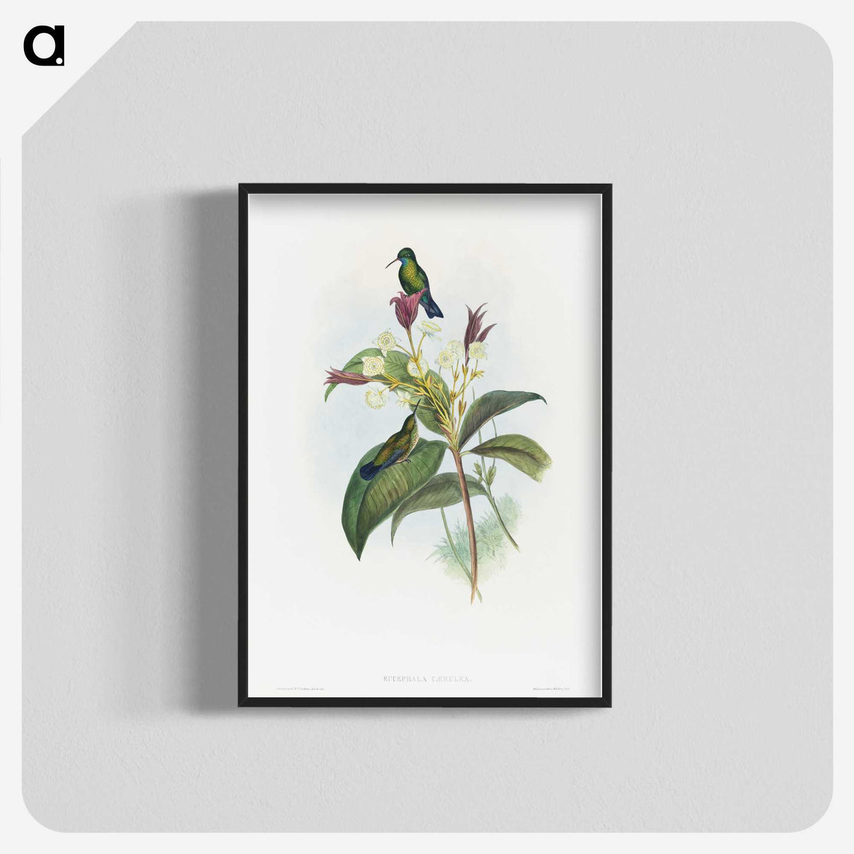1-86_John-Gould_blk-crop