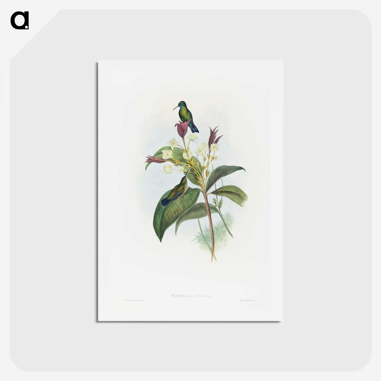 1-86_John-Gould_hagaki