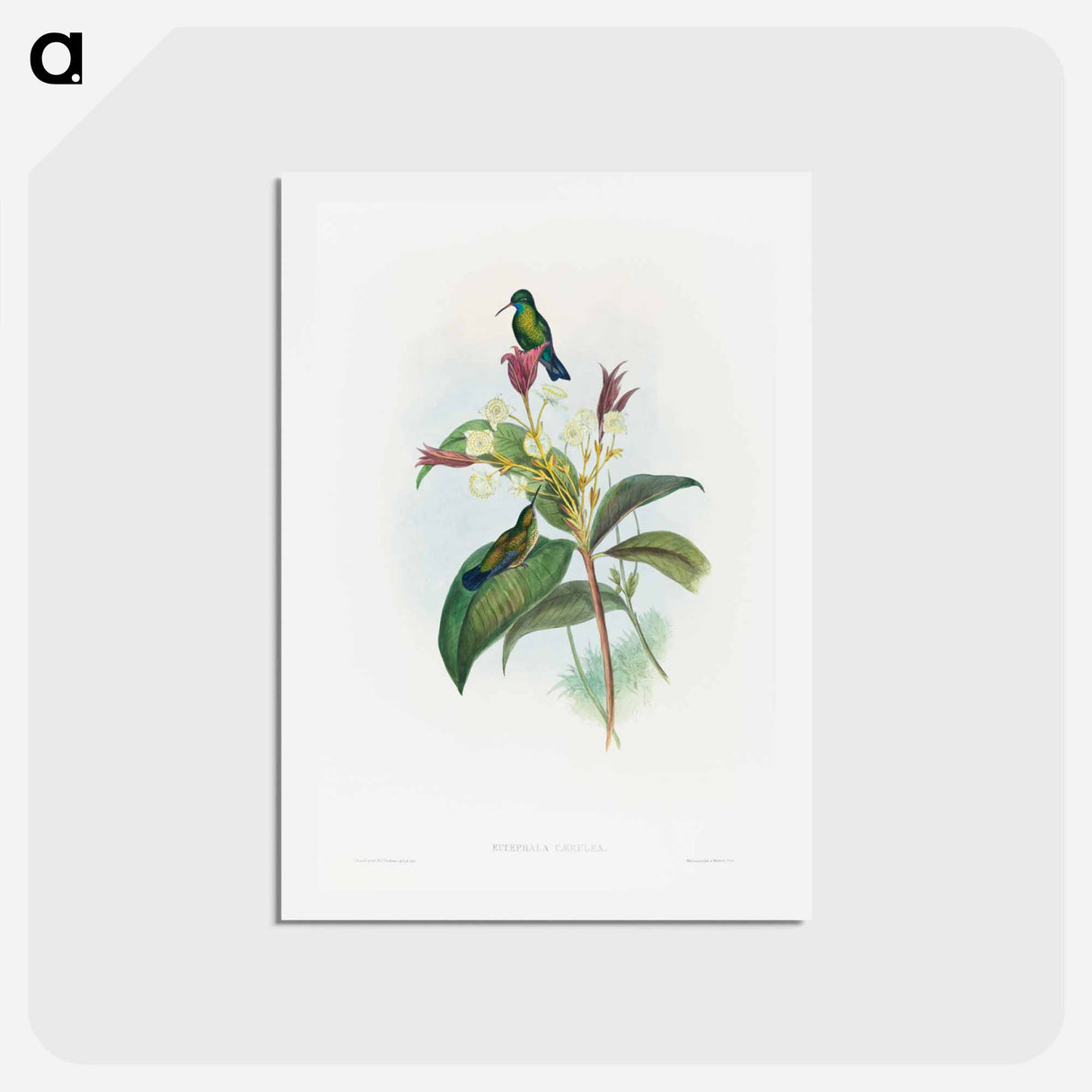 アートポストカード-Blue-chinned Sapphire
- ジョン グールド Postcard.