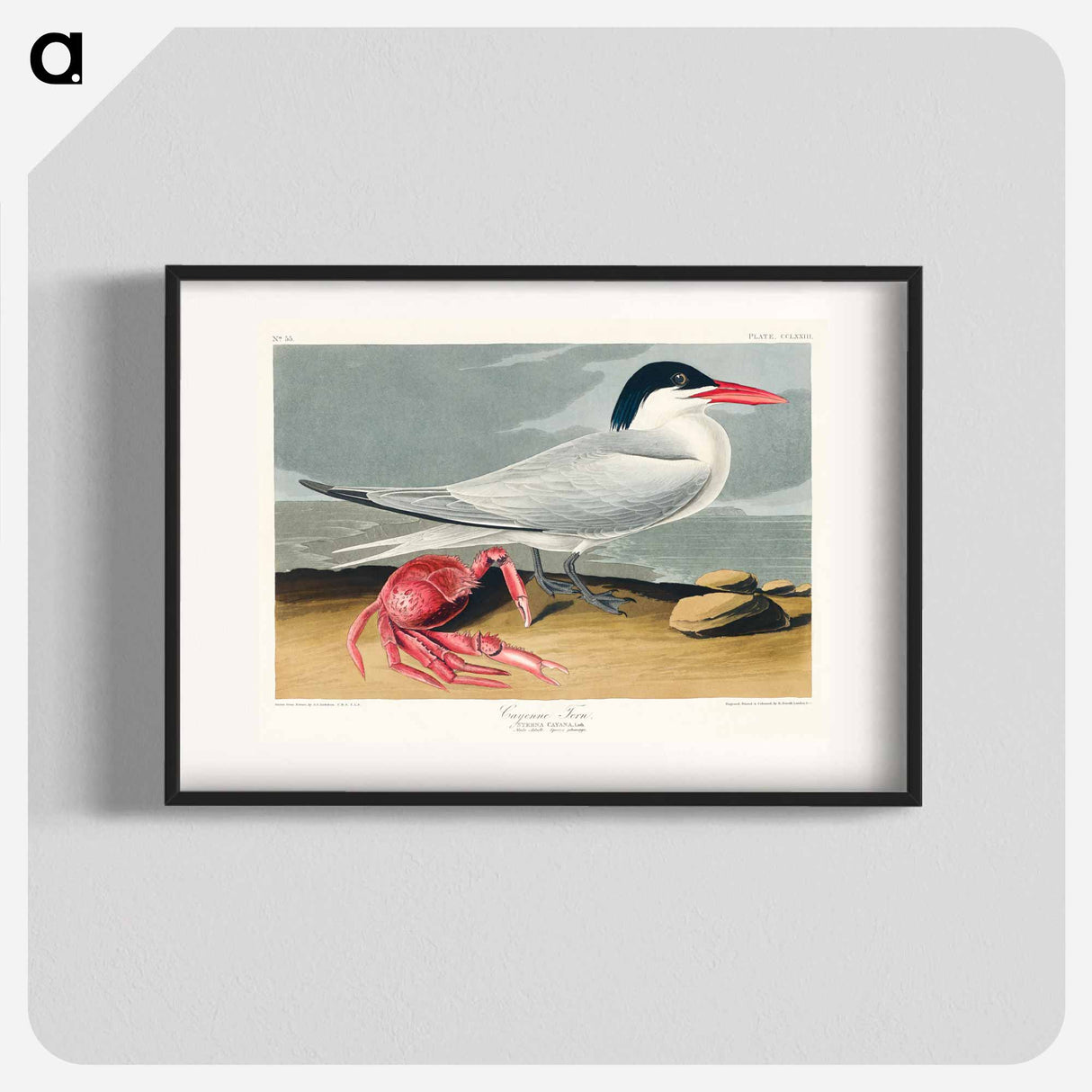 アートポスター-Cayenne Tern
- ジョン ジェームス オーデュボン Poster.