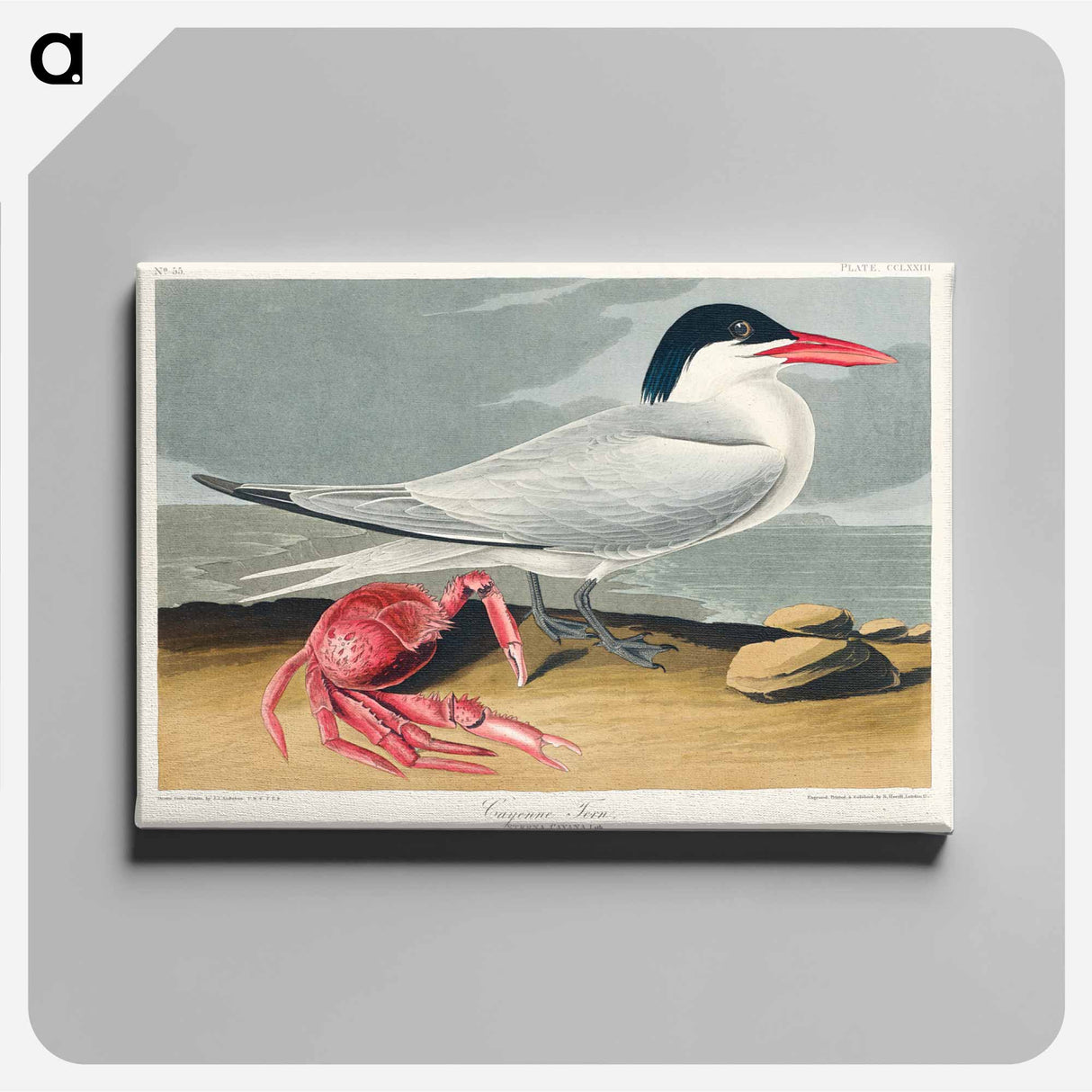 アートパネル-Cayenne Tern
- ジョン ジェームス オーデュボン Canvas.