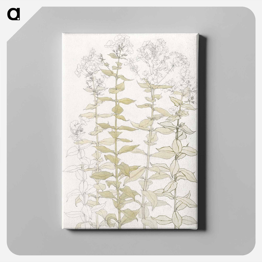 Phlox color sketch - Julie de Graag Canvas.