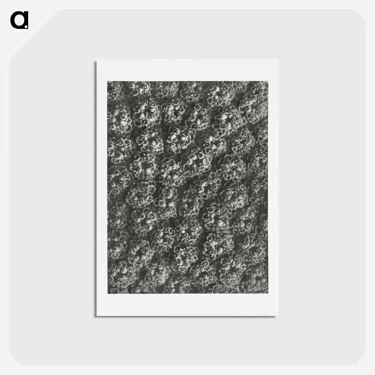 1-86_Karl-Blossfeldt_hagaki