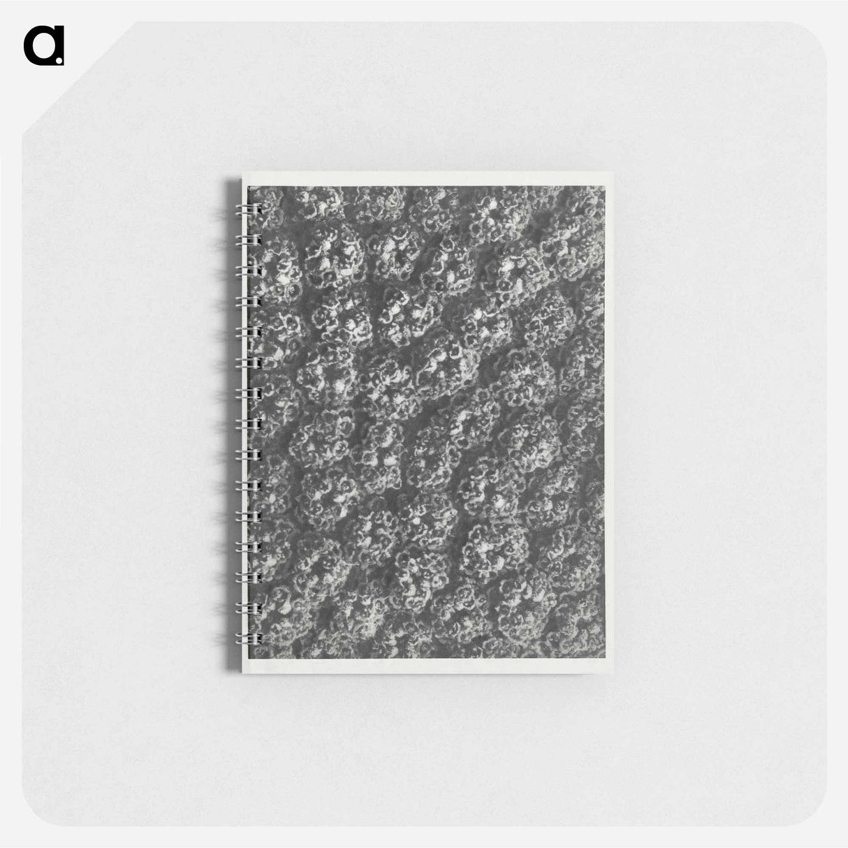 Achillea Filipendulina - カール ブロスフェルト Memo.