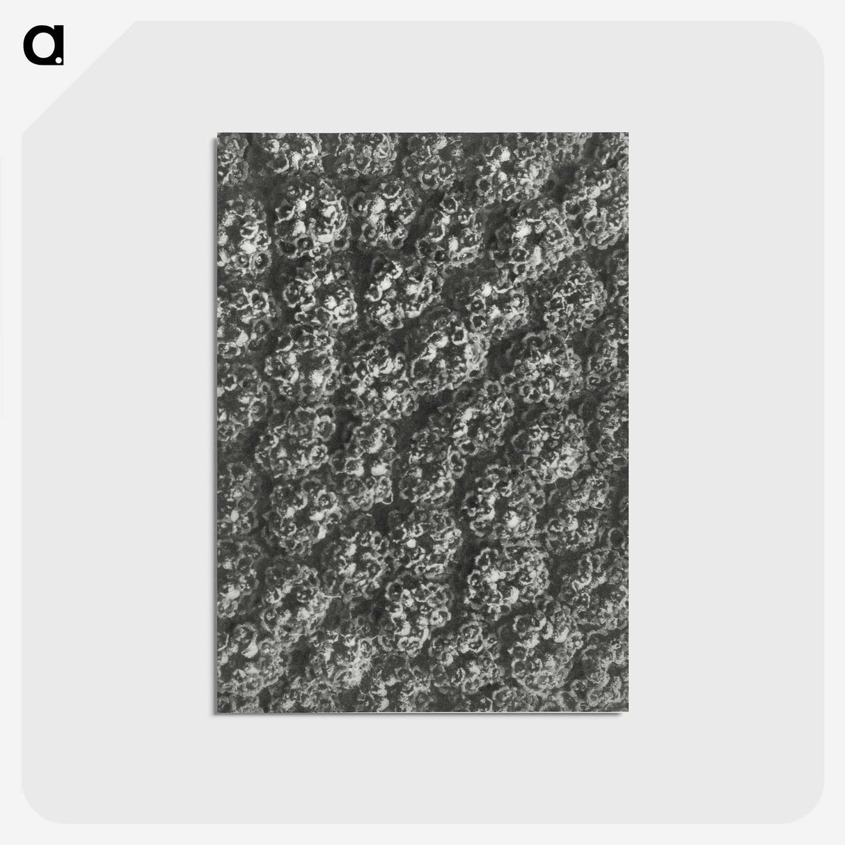 1-86_Karl-Blossfeldt_postcard