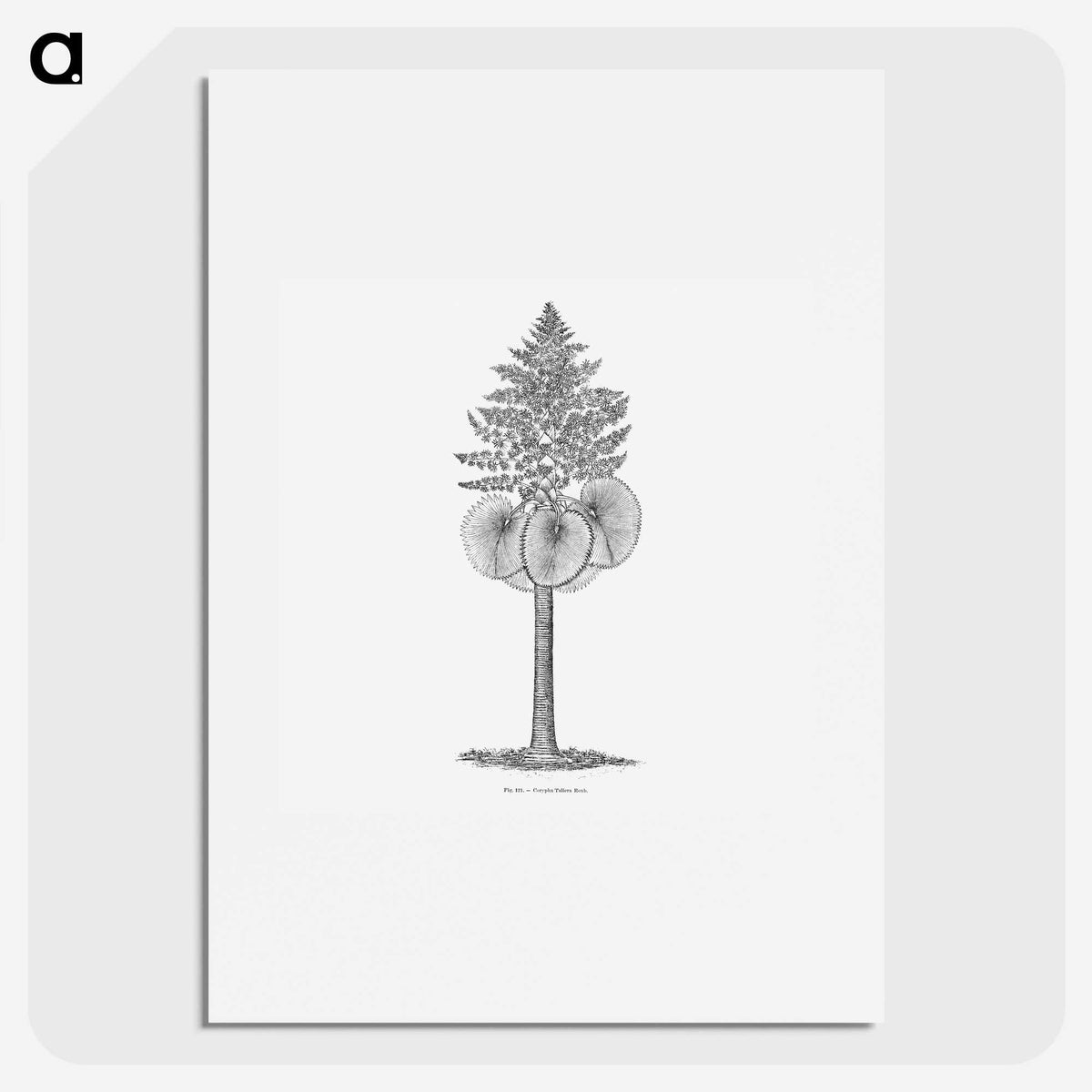1-86_Les-Palmiers-Histoire-Iconographique_picture