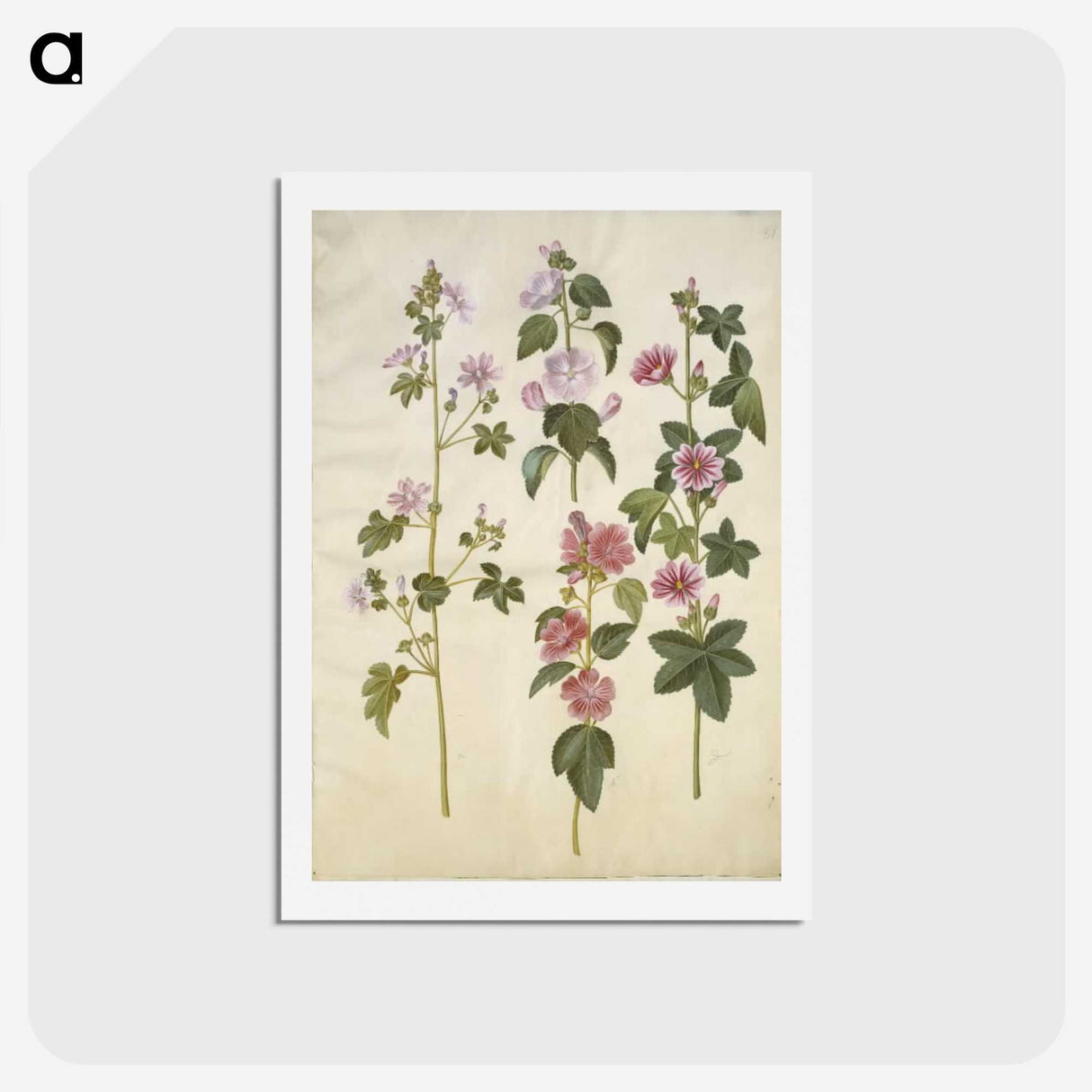 1-86_Maria-Sibylla-Merian_hagaki