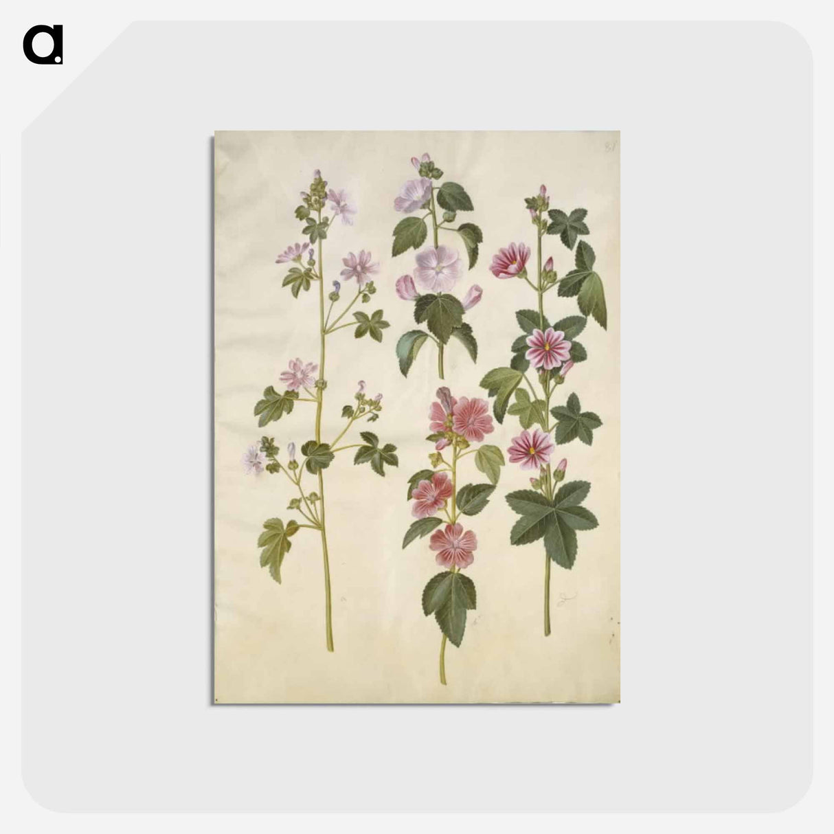 アートポストカード-Malva sylvestris and Lavatera thuringiaca
- マリア ジビーラ メーリアン Postcard.