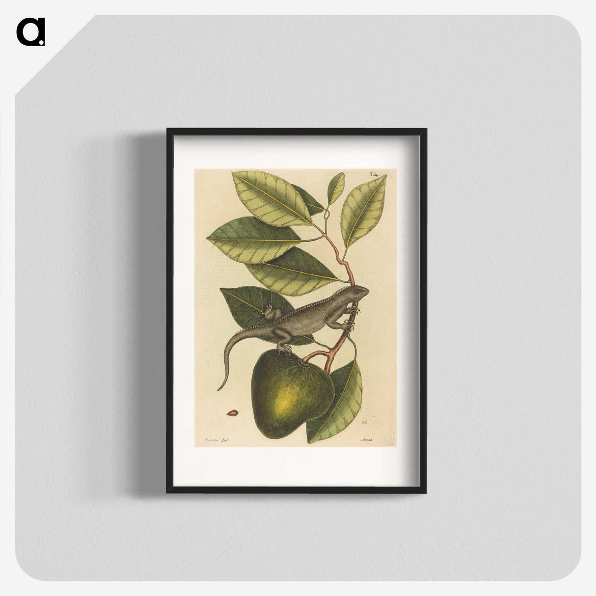 1-86_Mark-Catesby_blk