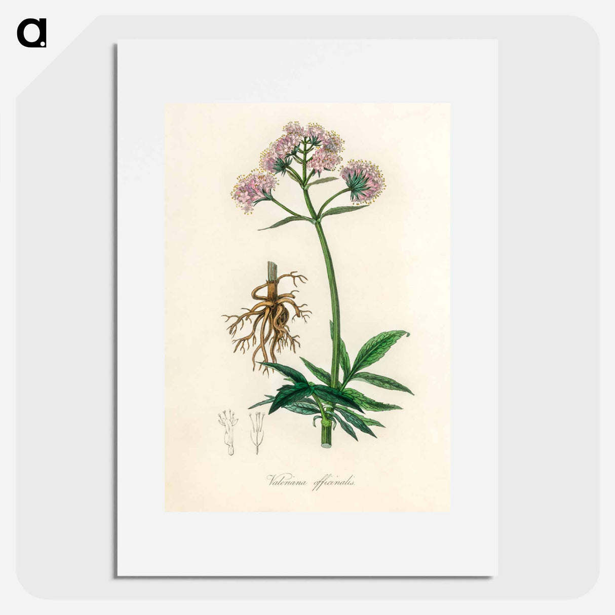 アートポスター-Valeriana officinalis Illustration
- 薬用植物学 Poster.
