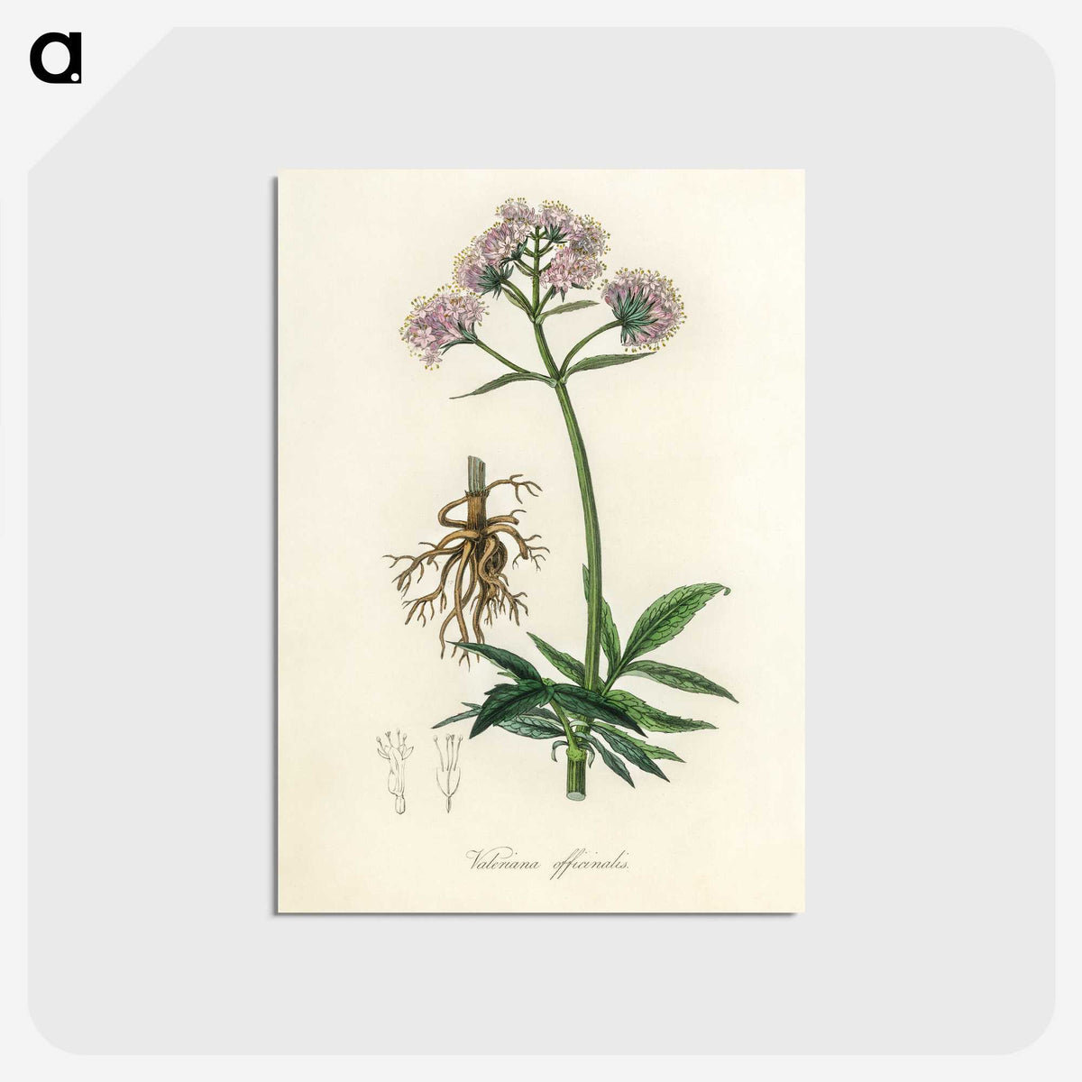 1-86_Medical-Botany_postcard