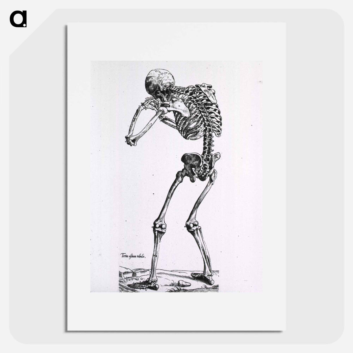 アートポスター-Human Skeleton
- 国立医学図書館 Poster.
