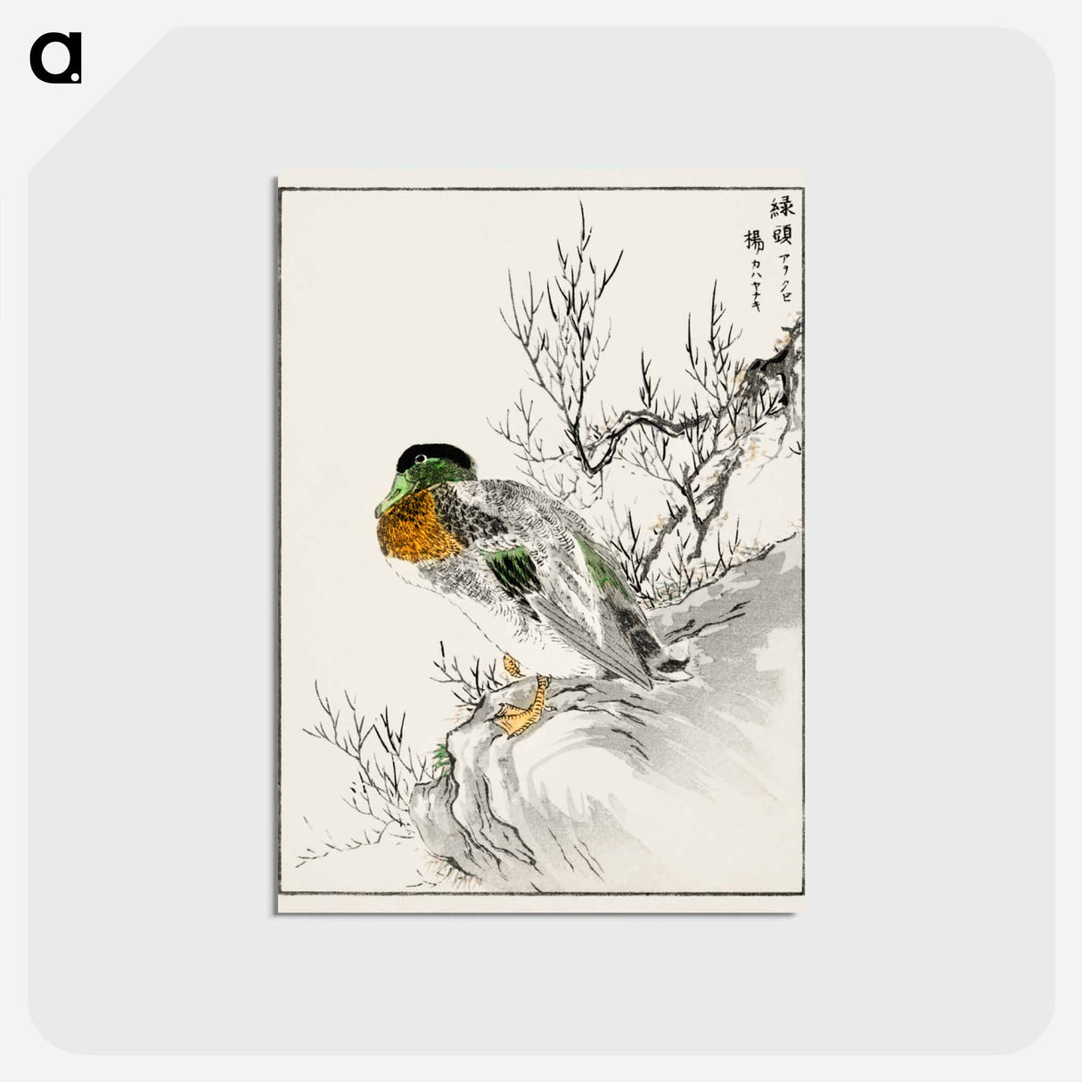 アートポストカード-Mallard and Willow
- 鳥類図鑑 Postcard.