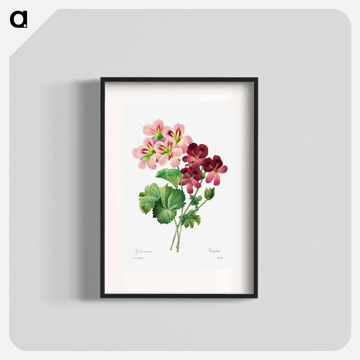 Geranium - Pierre Joseph Redouté Poster.