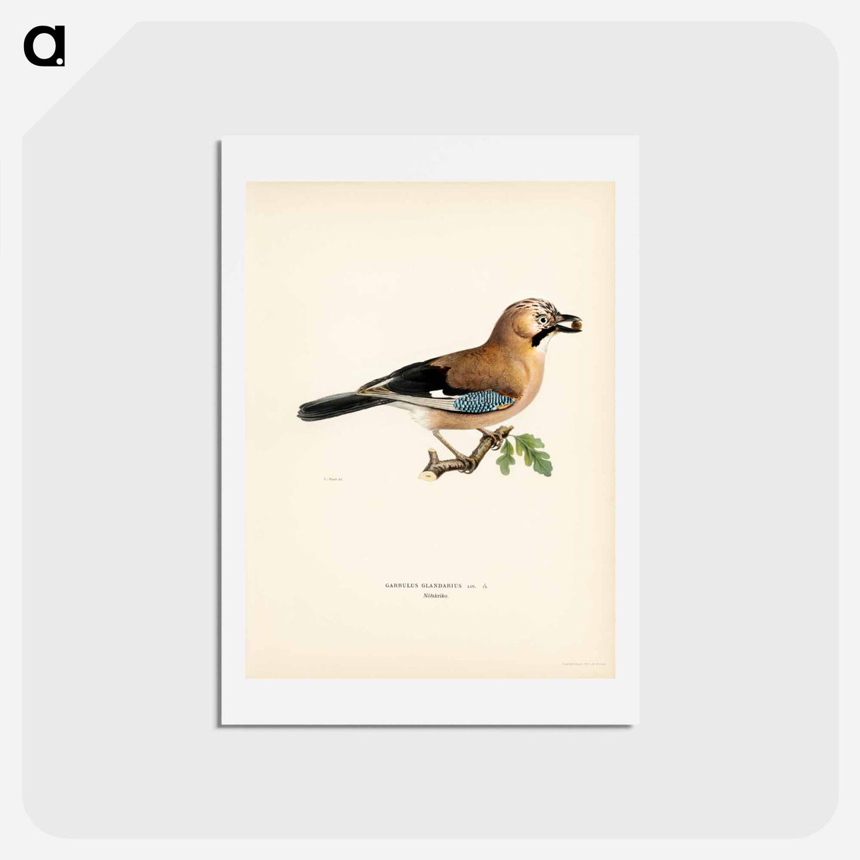 アートポストカード-Eurasian Jay
- スヴェンスカ フォグラル Postcard.