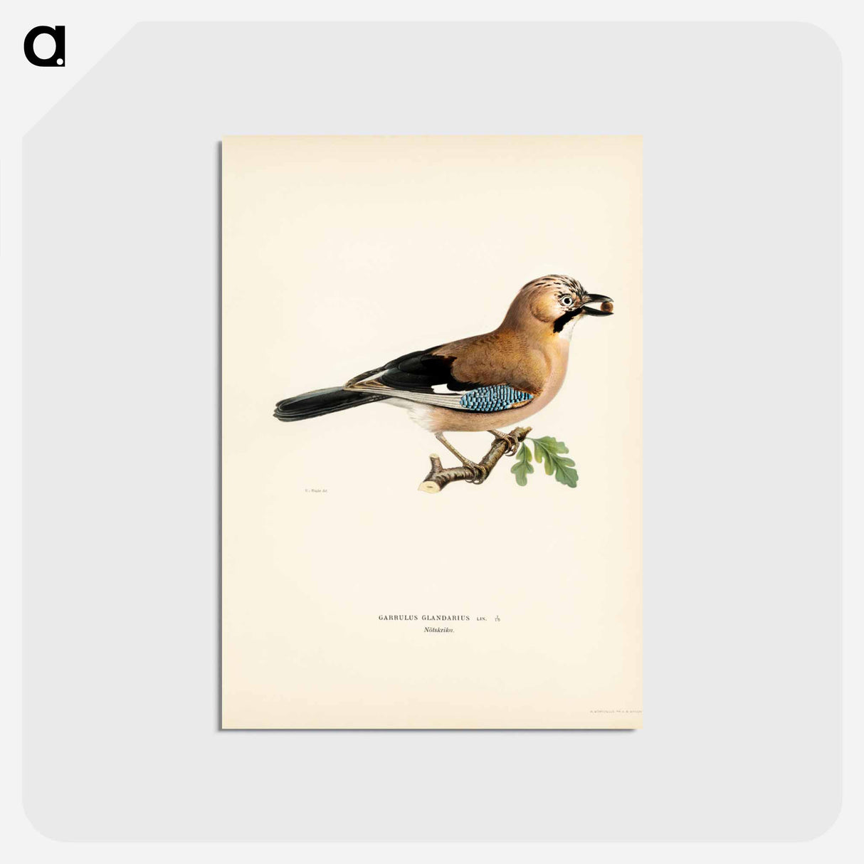 アートポストカード-Eurasian Jay
- スヴェンスカ フォグラル Postcard.