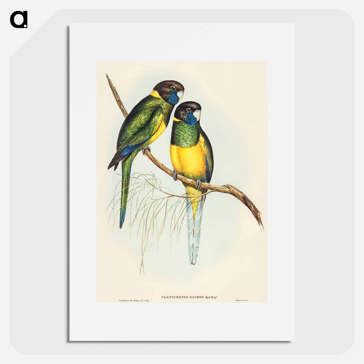 アートポスター-Bauer's Parrakeet
- オーストラリアの鳥 Poster.
