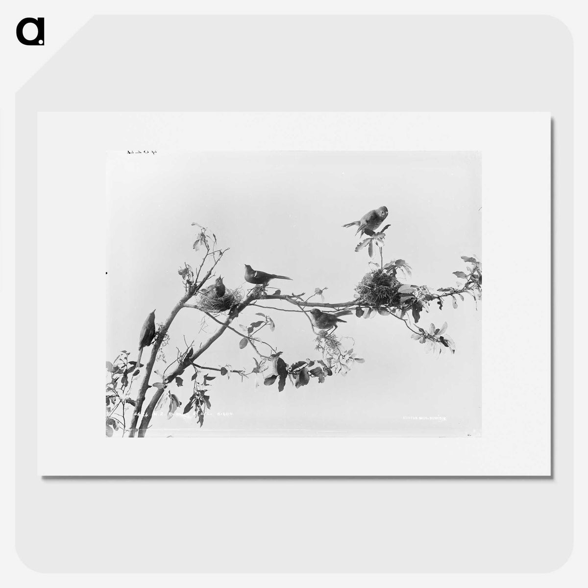 1-86_The-Burton-Brothers_picture
