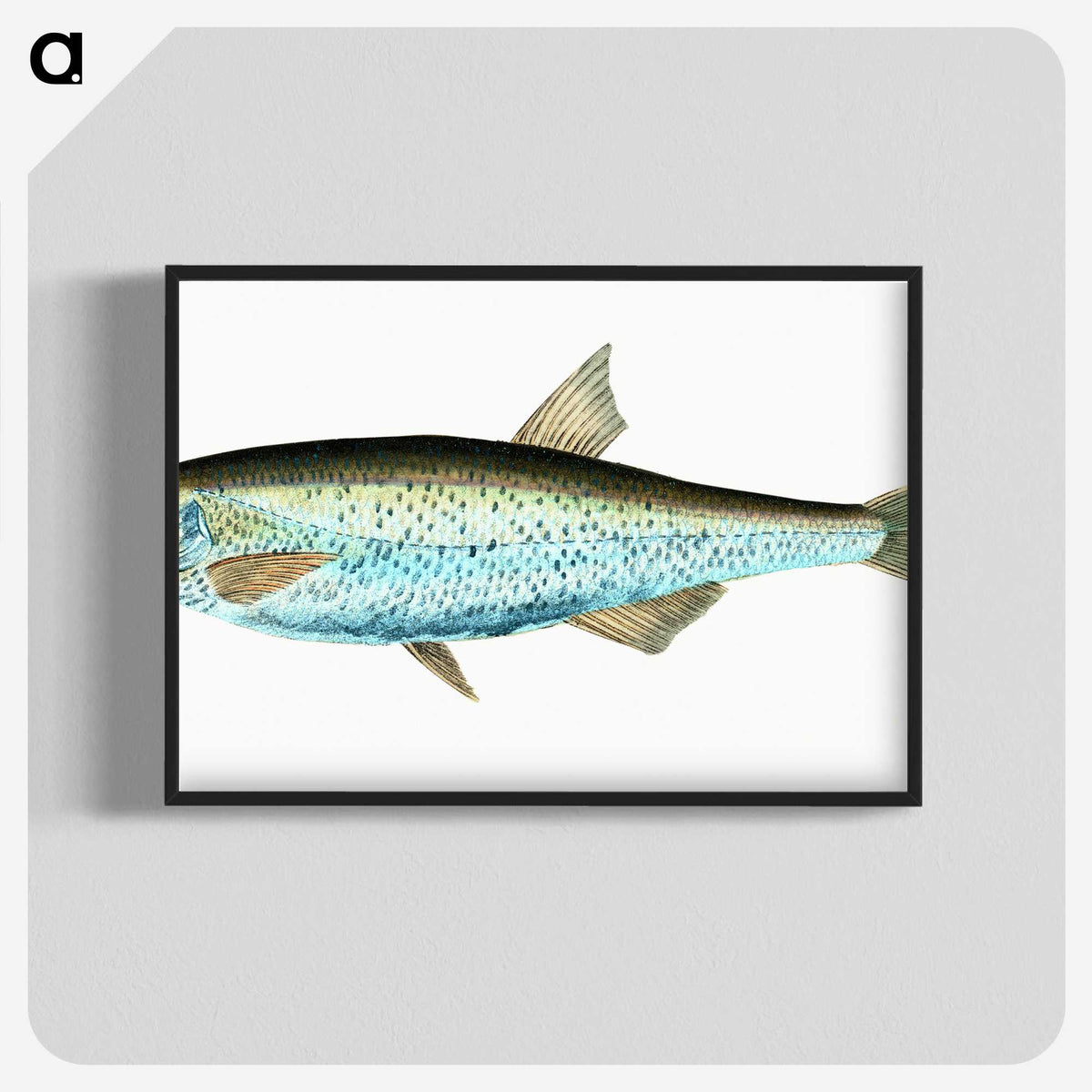 1-86_The-Natural-History-of-British-Fishes_blk-crop