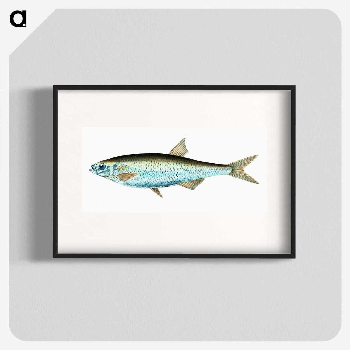 1-86_The-Natural-History-of-British-Fishes_blk