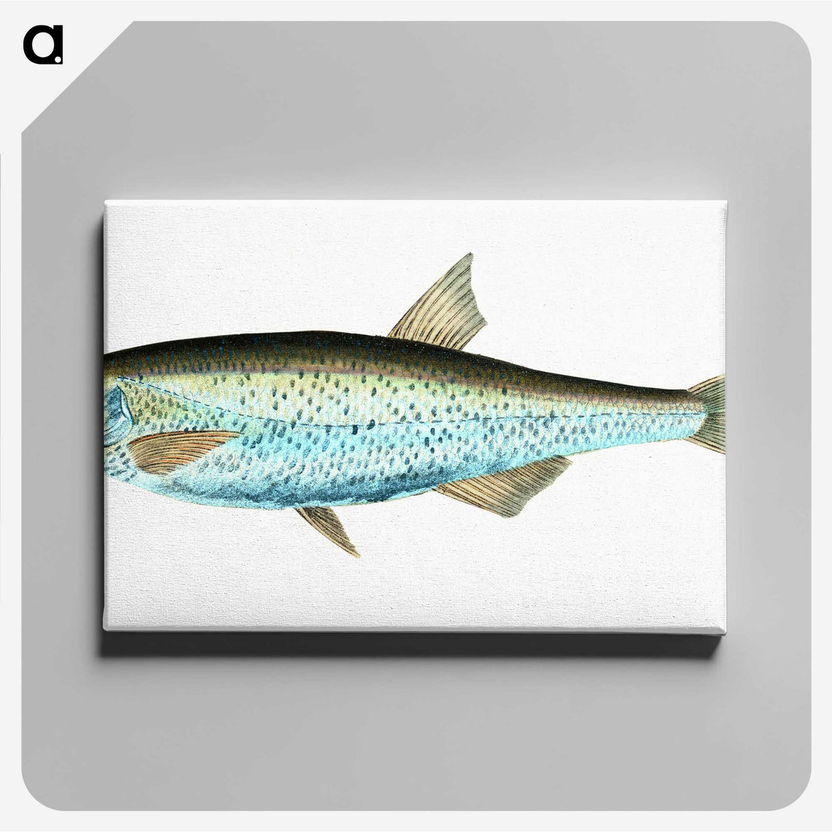 1-86_The-Natural-History-of-British-Fishes_canvas