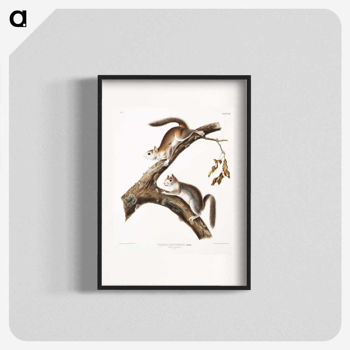 1-86_The-Viviparous-Quadrupeds_blk