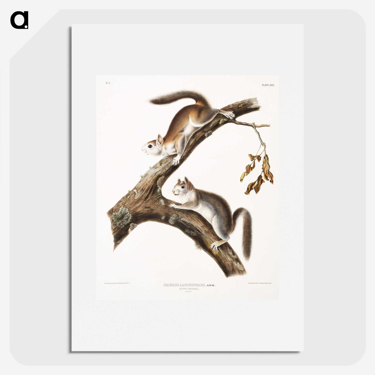 1-86_The-Viviparous-Quadrupeds_picture