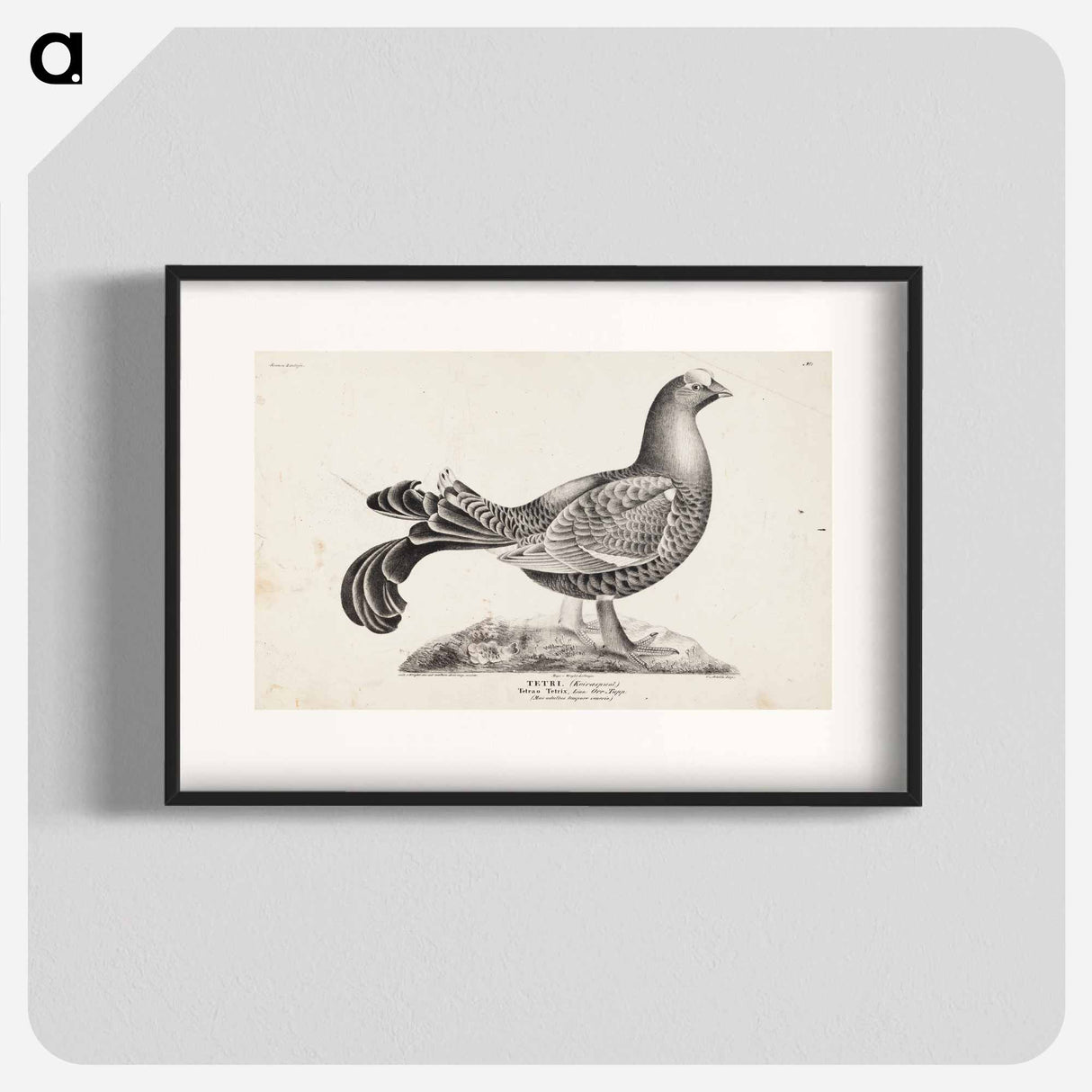 アートポスター-Black grouse, male, from the incomplete series suomen lintuja (finnish birds), no. 1 - ヴィルヘルム フォン ライト Poster.