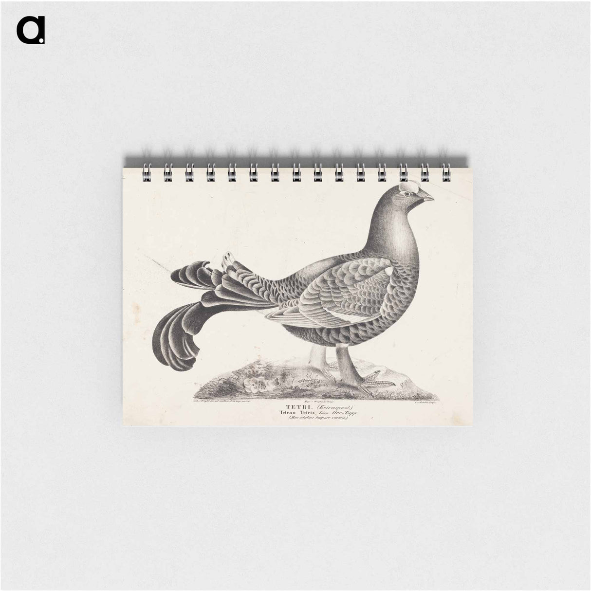 アートメモ帳-Black grouse, male, from the incomplete series suomen lintuja (finnish birds), no. 1 - ヴィルヘルム フォン ライト Memo.