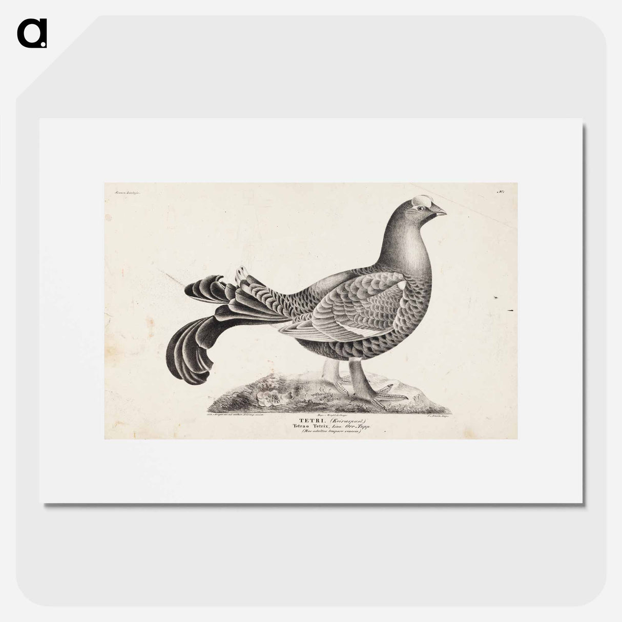 アートポスター-Black grouse, male, from the incomplete series suomen lintuja (finnish birds), no. 1 - ヴィルヘルム フォン ライト Poster.