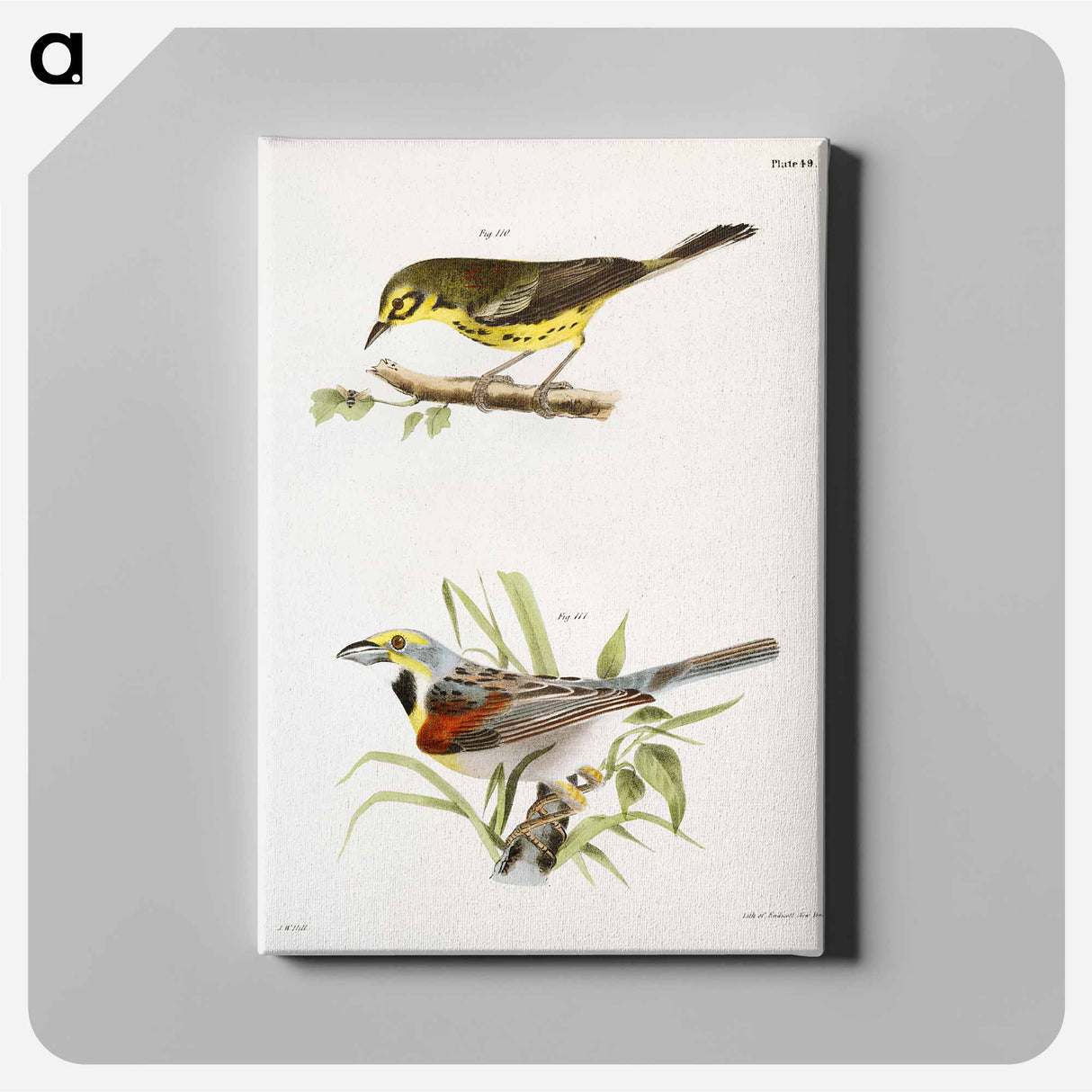 The Prairie Warbler - ニューヨークの動物学 Canvas.