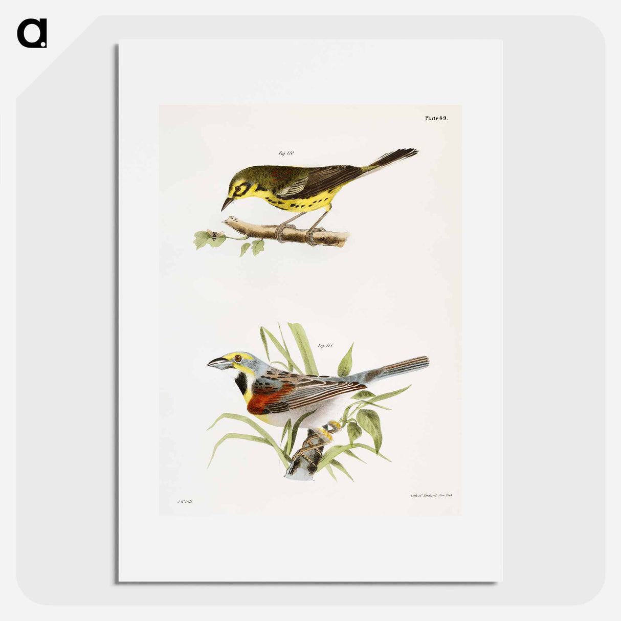 The Prairie Warbler - ニューヨークの動物学 Poster.