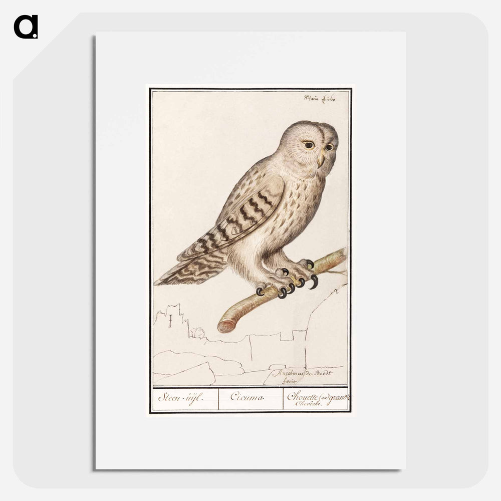 Tawny owl - アンセルムス ボエティウス デ ブート Poster.