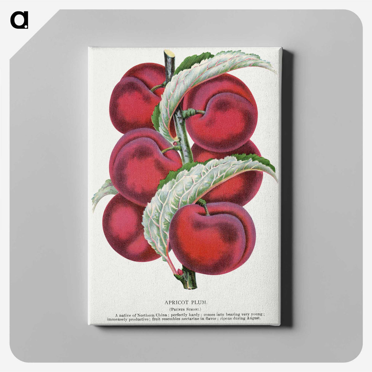 1-87_Botanical-Specimen-Plates_canvas