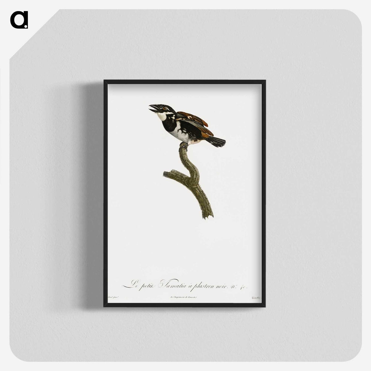 1-87_Des-Oiseaux-de-Paradis_blk-crop