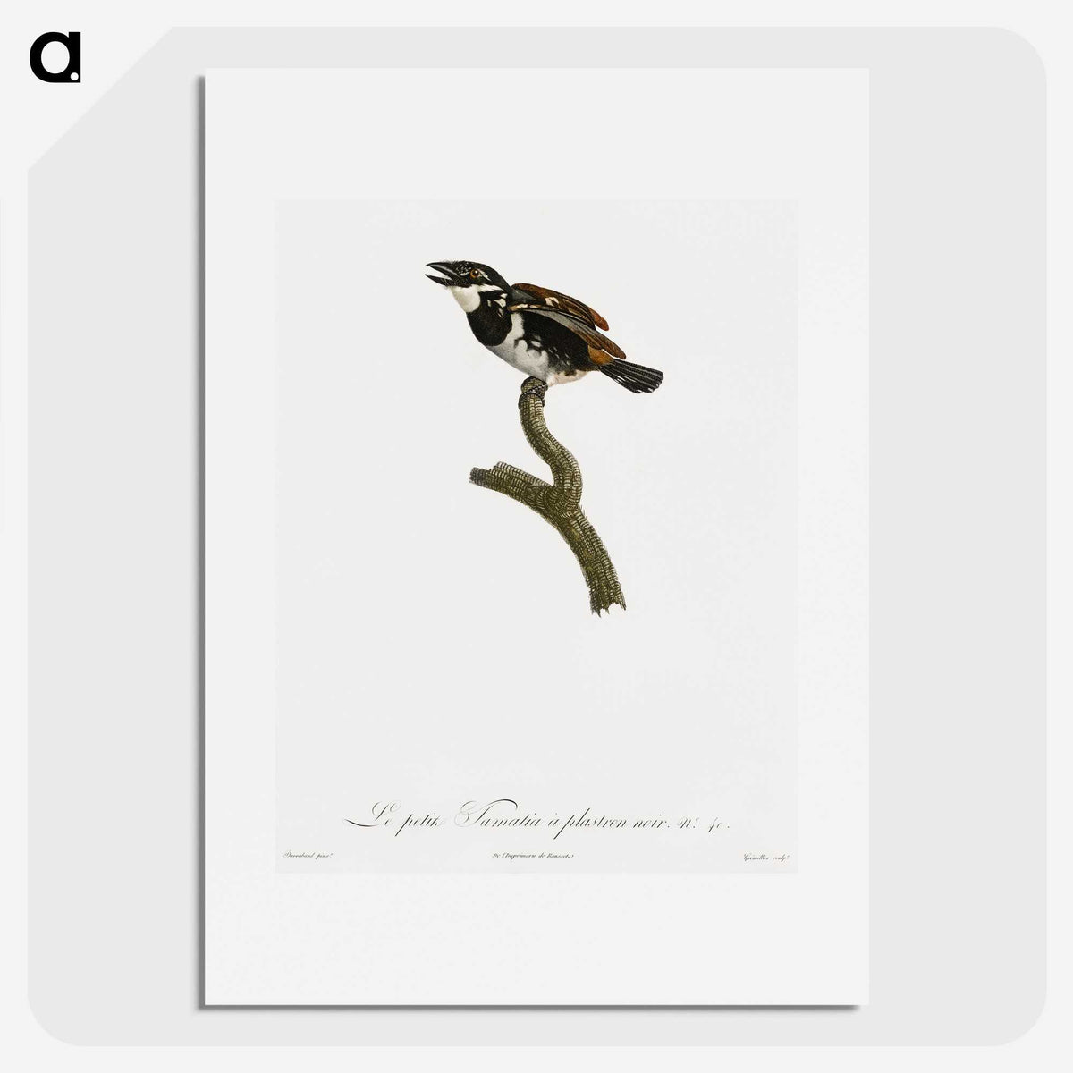 1-87_Des-Oiseaux-de-Paradis_picture