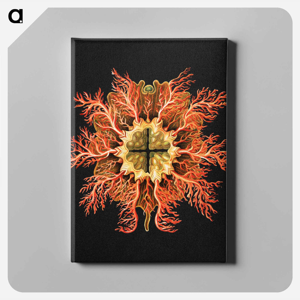 Colorful vintage tunicate marine life illustration - エルンスト ヘッケル Canvas.