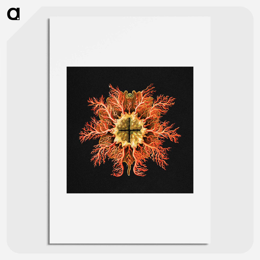 Colorful vintage tunicate marine life illustration - エルンスト ヘッケル Poster.