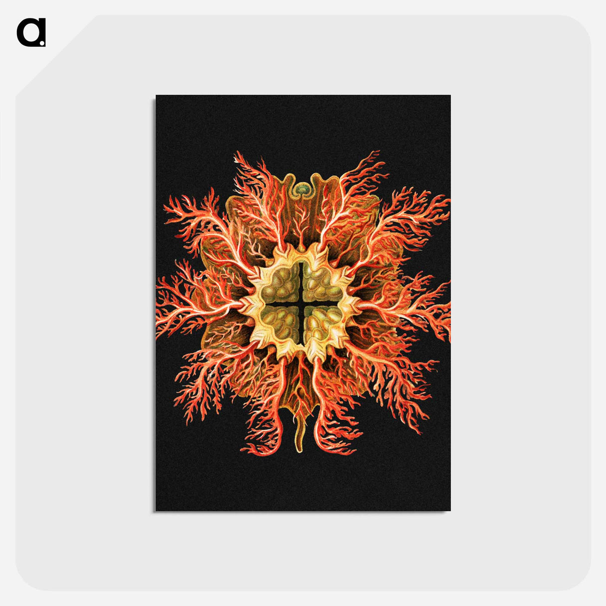 アートポストカード-Colorful vintage tunicate marine life illustration - エルンスト ヘッケル Postcard.