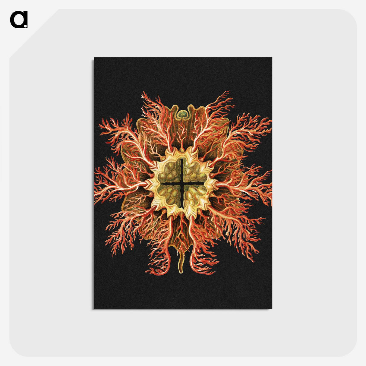 1-87_Ernst-Haeckel_postcard