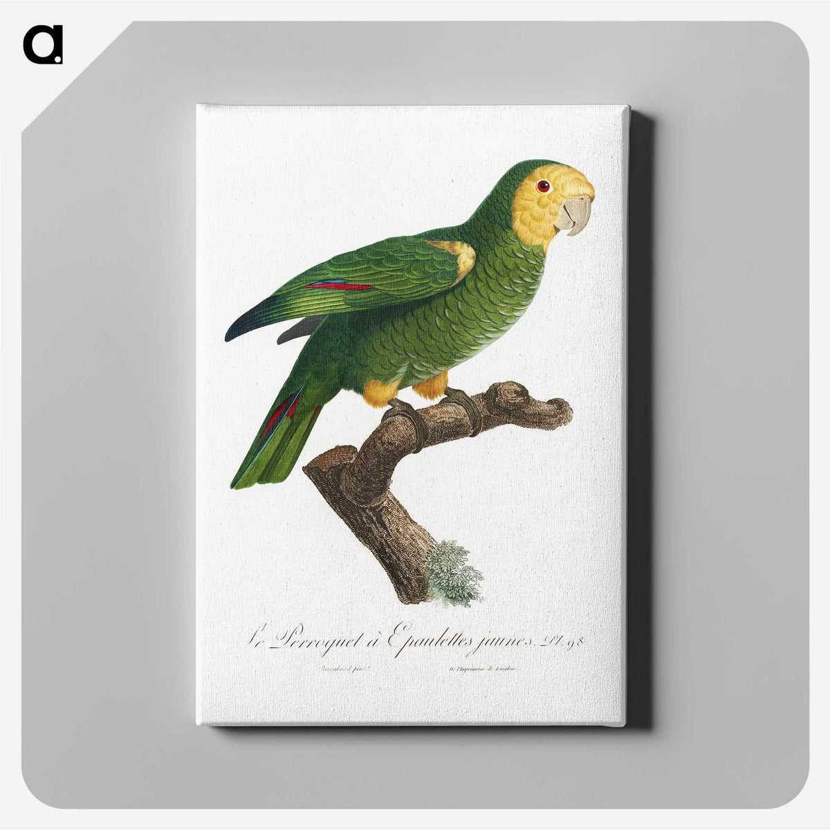 1-87_Francois-Levaillant_canvas