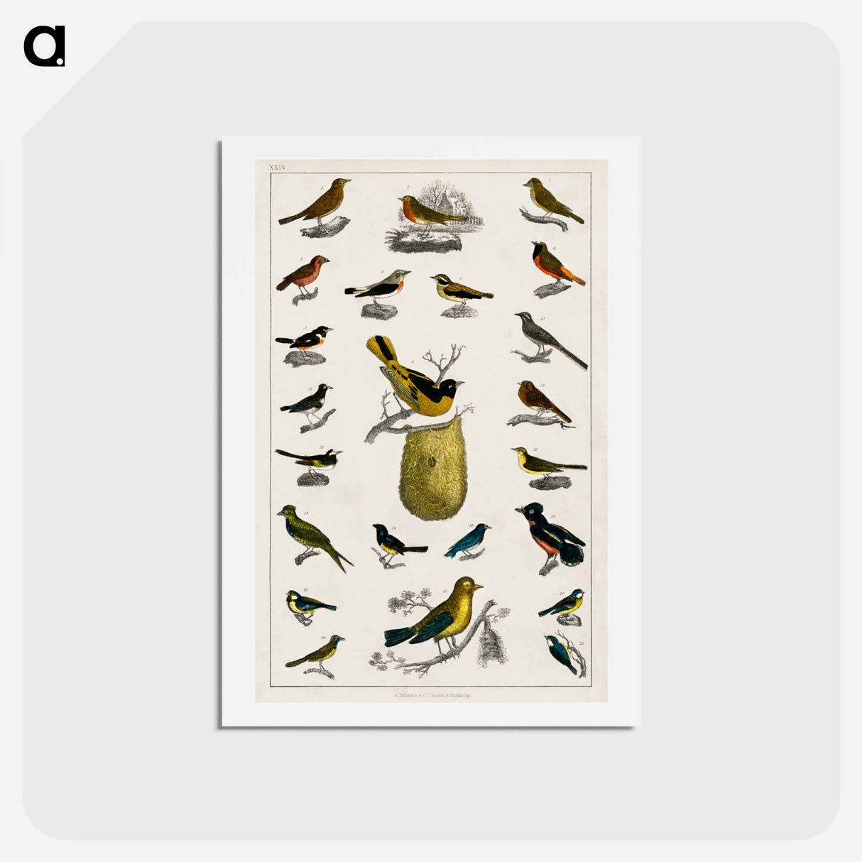 アートポストカード-Birds from Animated Nature
- ゴールドスミスの生き生きとした自然 Postcard.