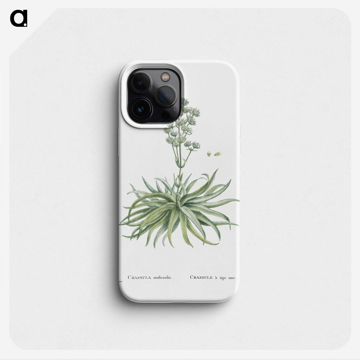 1-87_Histoire-des-Plantes-Grasses_phone