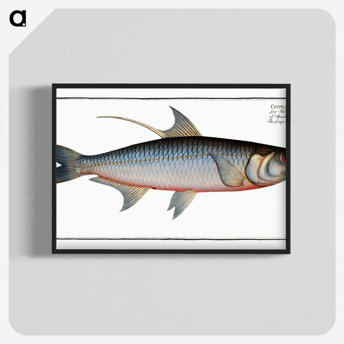 1-87_Ichtyologie-ou-Histoire-naturelle_blk-crop