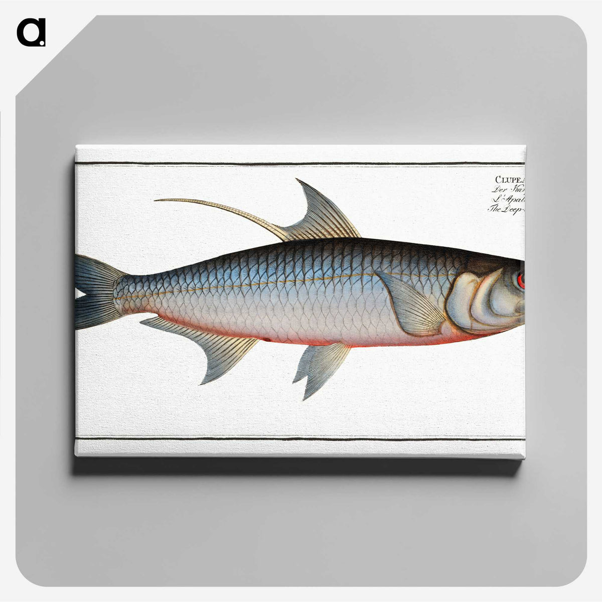 1-87_Ichtyologie-ou-Histoire-naturelle_canvas