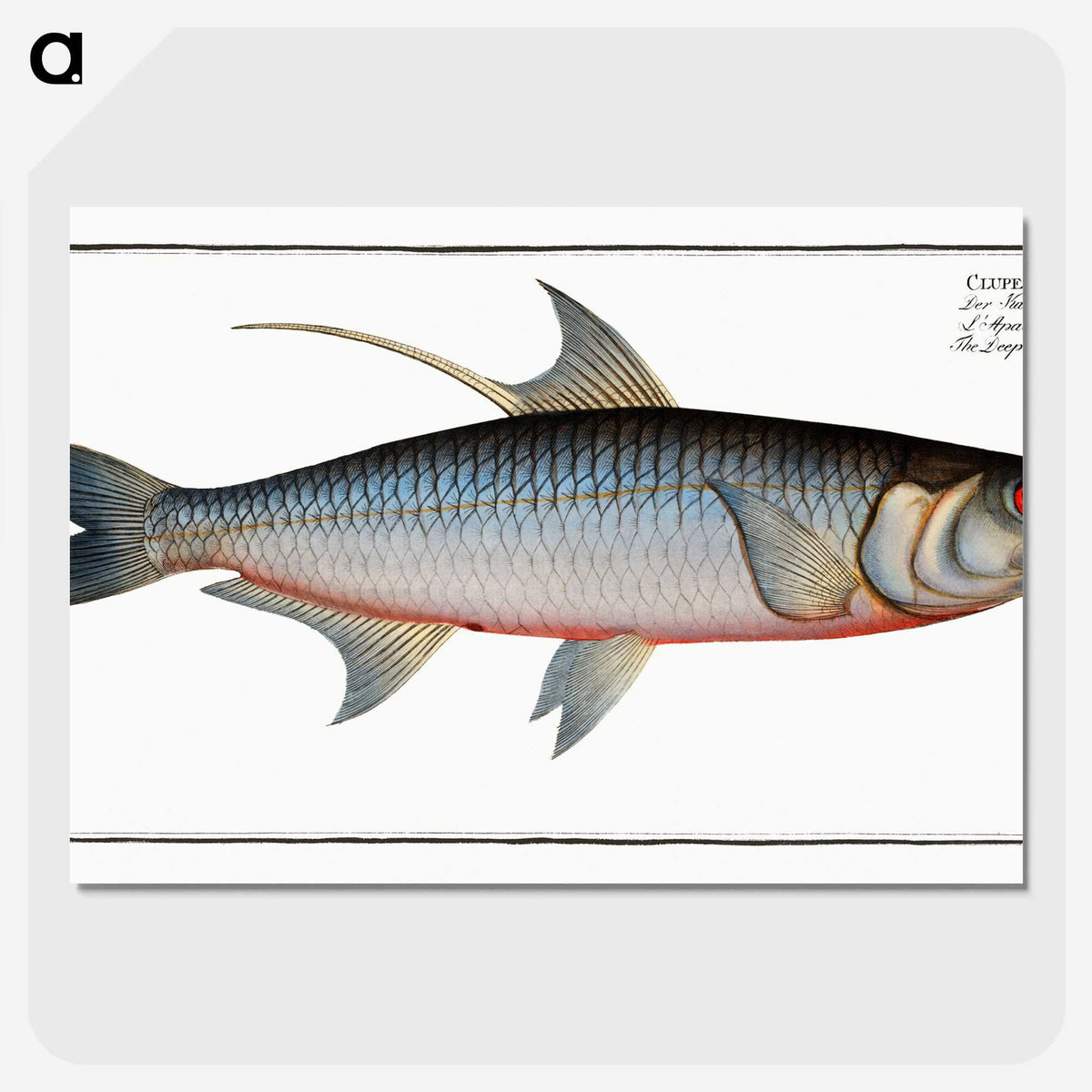 1-87_Ichtyologie-ou-Histoire-naturelle_picture-crop